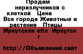 Продам 2 неразлучников с клеткой › Цена ­ 2 500 - Все города Животные и растения » Птицы   . Иркутская обл.,Иркутск г.